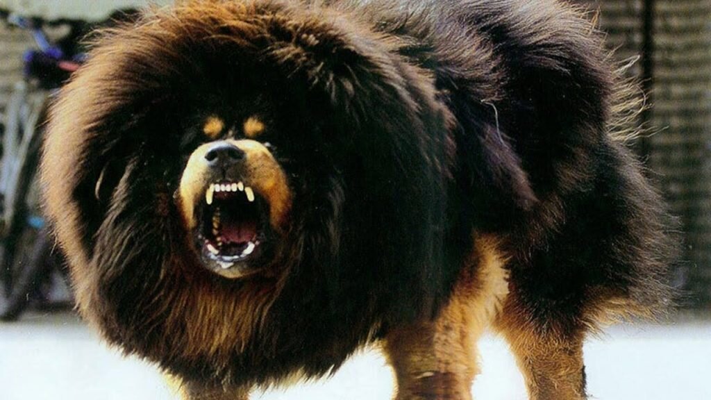 Тибетский мастиф - самая большая собака в мире | Все о животных | Дзен
