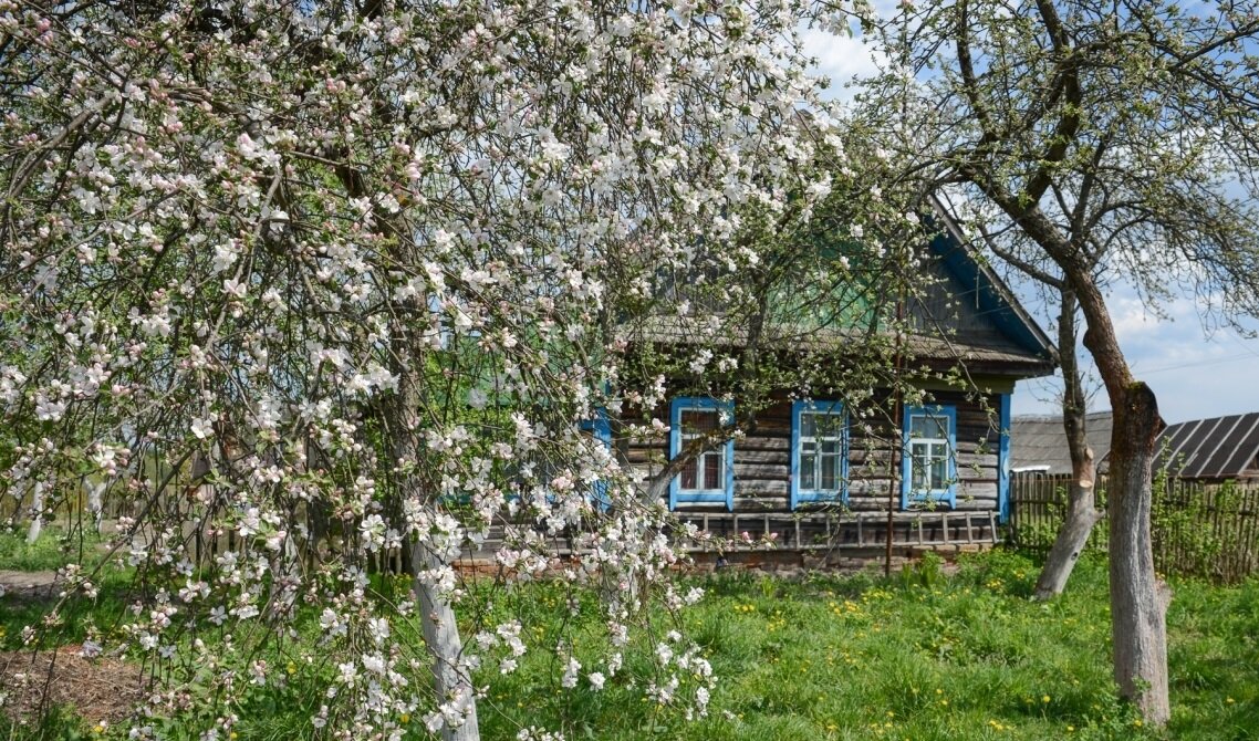 Картинки черемуха в деревне