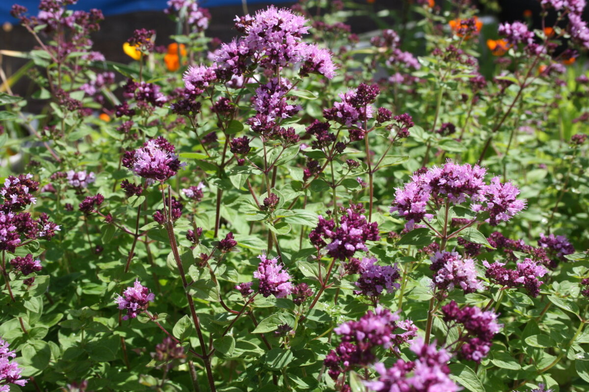 Душица обыкновенная