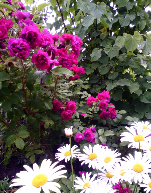 F.J.Grootendorst, de Goey, 1918г., гибрид Rugosa и компания - июль 2012г. 