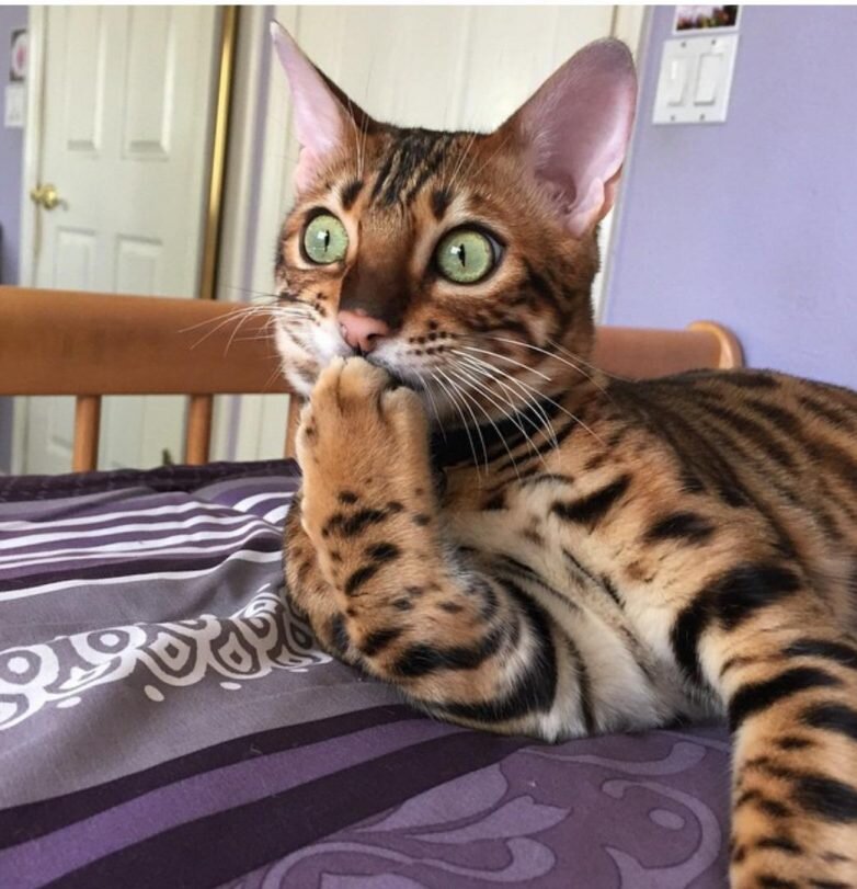 Слово «морос» имеет греческие корни, и означает глупость. Еще в дореволюционных школах учителя, выражаясь по-гречески, так называли ответы нерадивых учеников. В свою очередь гимназисты «адаптировали» слово и стали говорить его на русский манер — «сморозить»