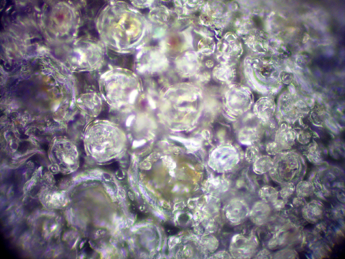 Пенополиуретан под микроскопом 