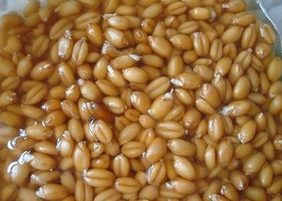 Мягкий самогон из пшеницы в домашних условиях: рецепты и советы