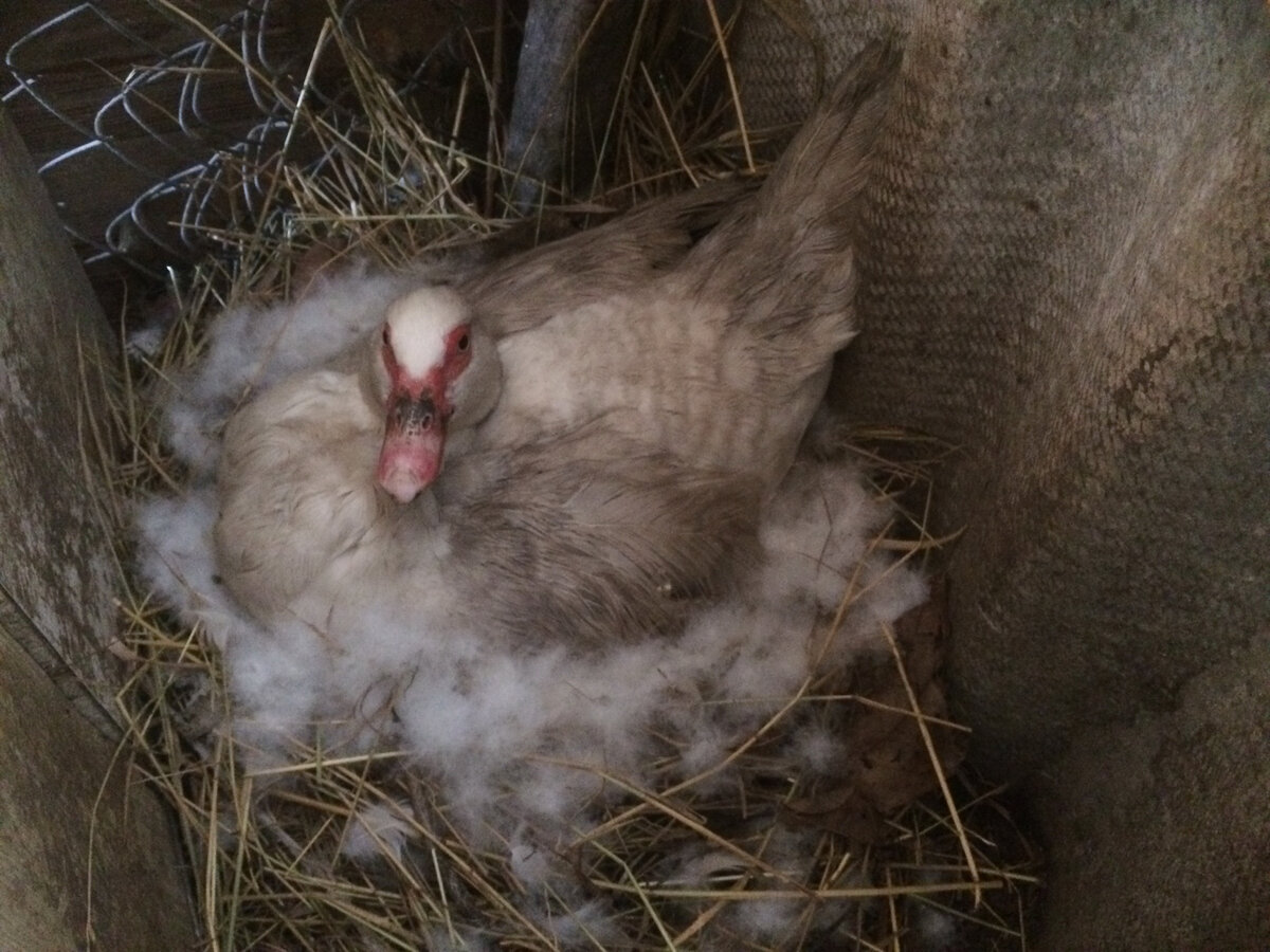 Индоутка села на яйца