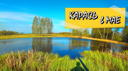 симпли клева