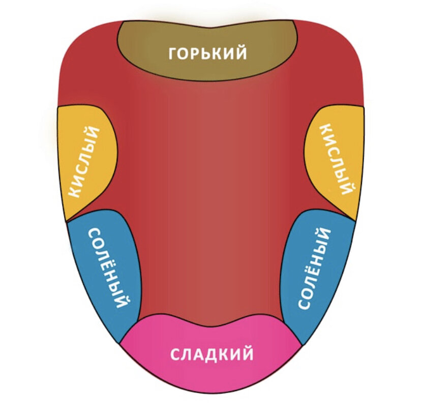 Язык вкусы схема