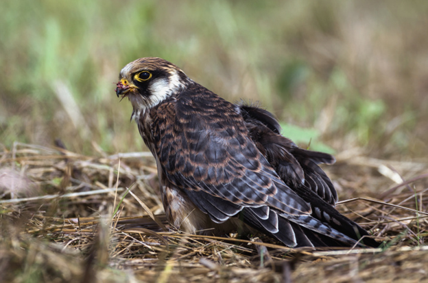 Фото: Олег Колмаков, участник фотоконкурса РГО «Самая красивая страна» 