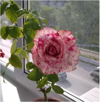 Розочку вырастила из черенка.