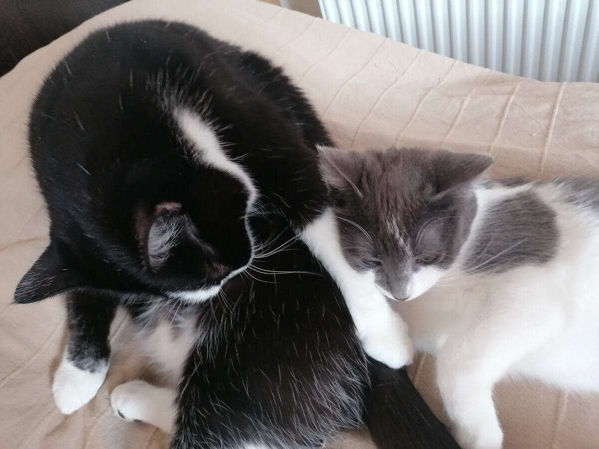 Жорик: Чего звала-то?   Шуня: А просто соскучилась.