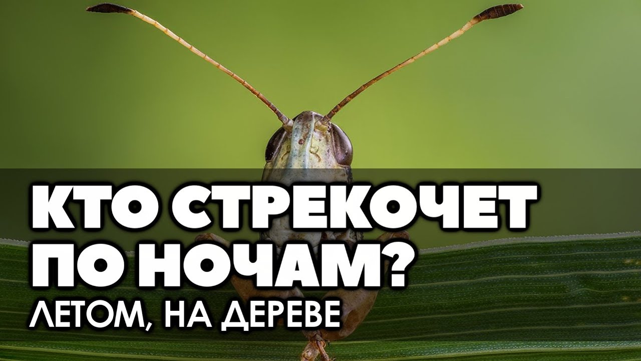 Кто стрекочет по ночам летом, на дереве? | Сад и огород без перекопки | Дзен