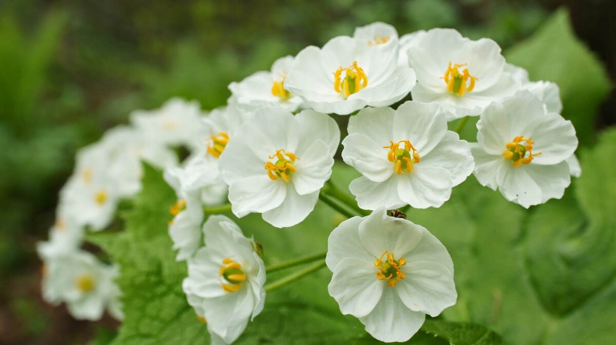 Цветы стали. Двулистник Грея. Двулистник (Skeleton Flower). Цветок Двулистник Грея. Двулистник зонтичный.