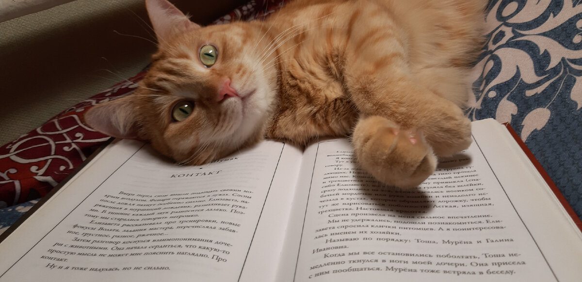 Персиковый Сема на одном из наших витаминных сборников. Да, у него прекрасный вкус. Фото специально для нашего канала: Николай Шумак