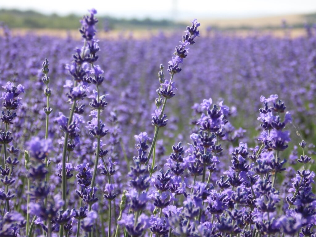 Эфиромасличные растения. https://ru.wikipedia.org/