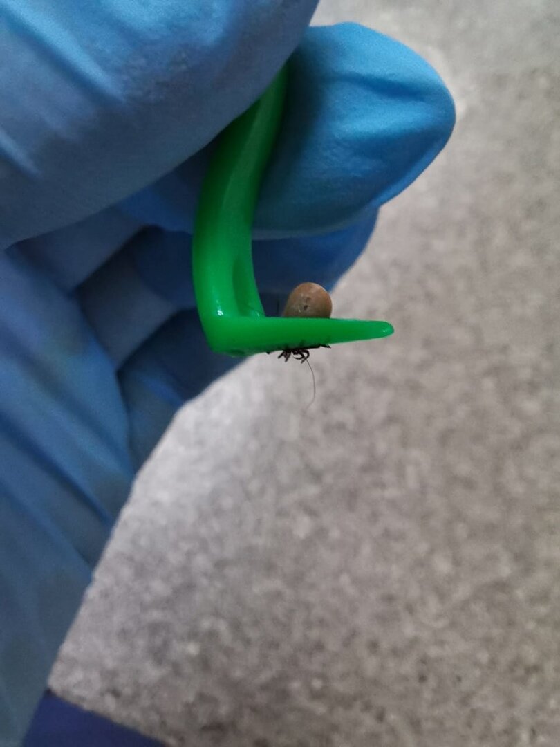 Выкручиватель клеща