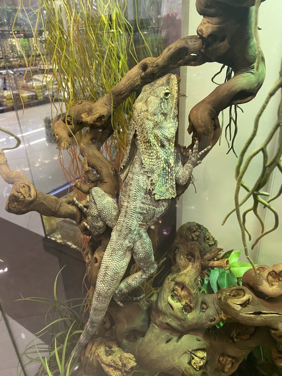 Вот такой ушастый дракон)