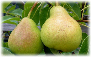 Груша как плодовая культура уже давно завоевала популярность у садоводов, в том числе и в северных регионах России. Сладким вкусом и высоким качеством урожая радует груша Велеса. Это сорт, который хорошо зарекомендовал себя, поэтому должен обязательно появиться на вашем приусадебном участке.