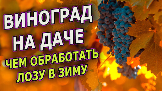 Чем обработать виноград перед укрытием на зиму. Как выращивать виноград. Выращивание винограда. Виноградник.