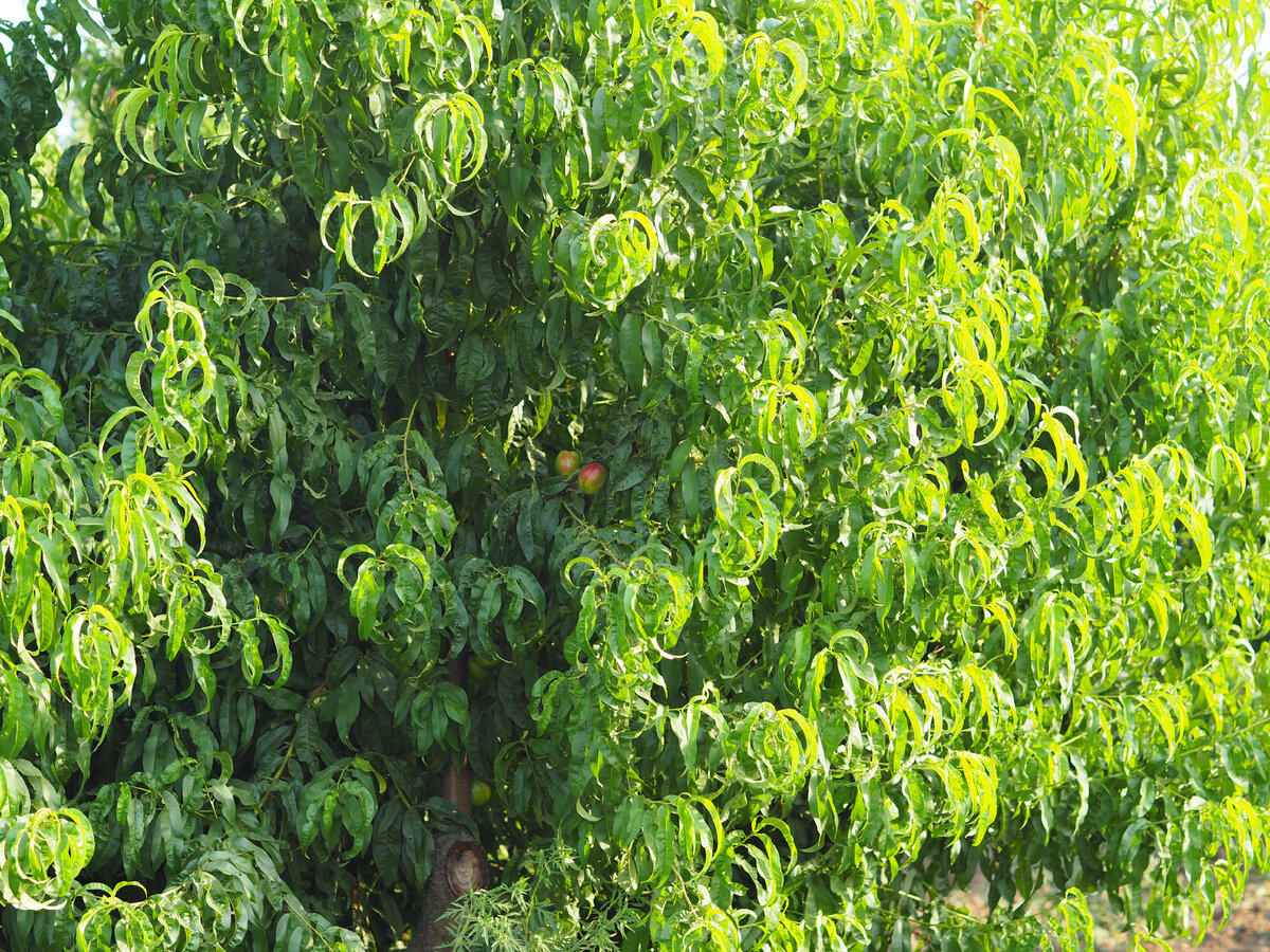 Эту фотографию я сделала на свой фотоаппарат в огромном персиковом саду посёлка Кучугуры.