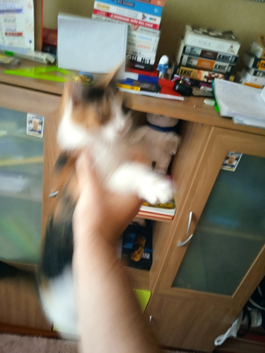 Котик-призрак.