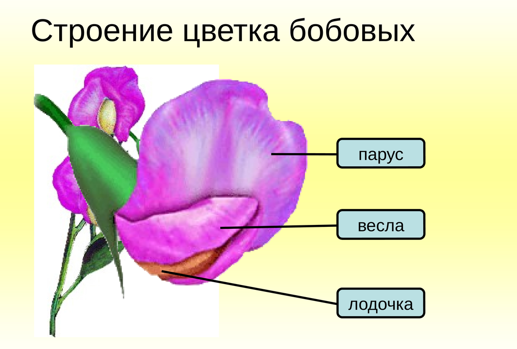 Строение цветка бобовых изображения взято из яндекс.картинок