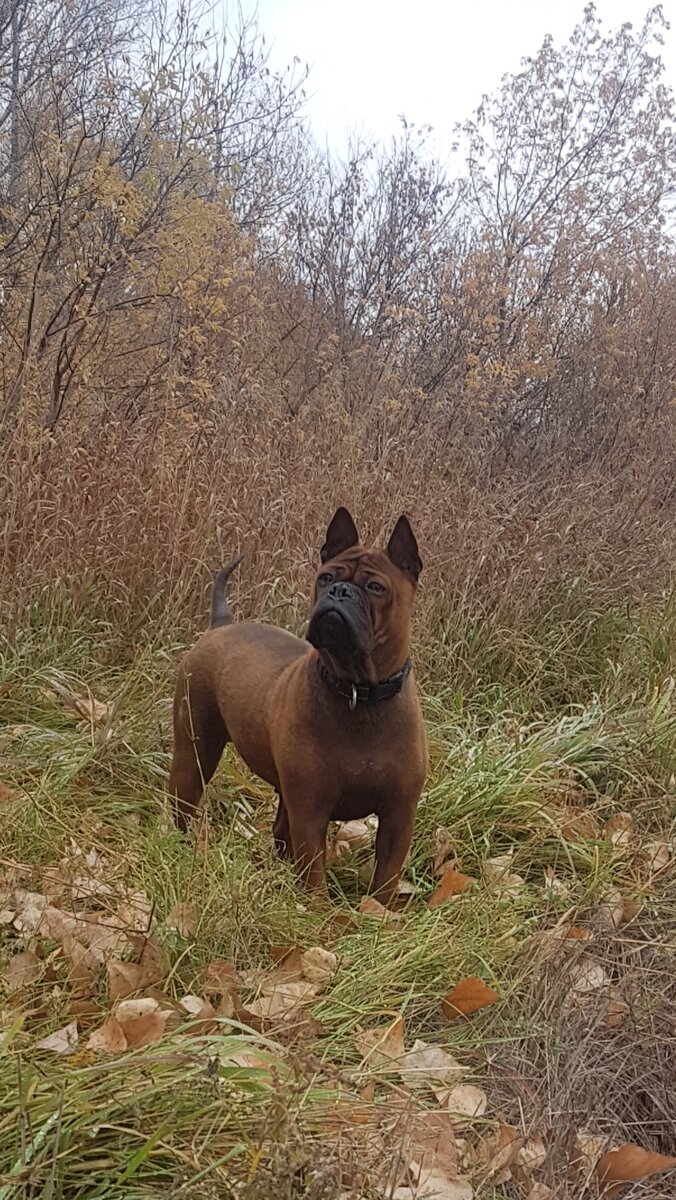 Тиан (сука д.р. 28.04.2019) достойный представитель породы Чунцин на территории России.