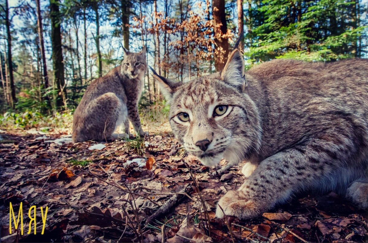 Котики