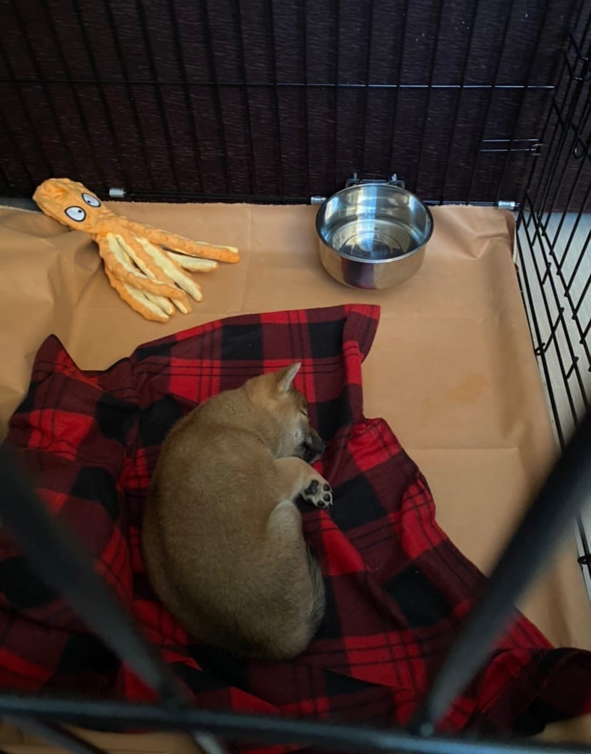 Руби в вольере, на дне многоразовая медицинская пеленка, сверху флисовый пледик для мягкости, также любимая игрушка и мисочка с водой, чтобы в любое время могла попить. 