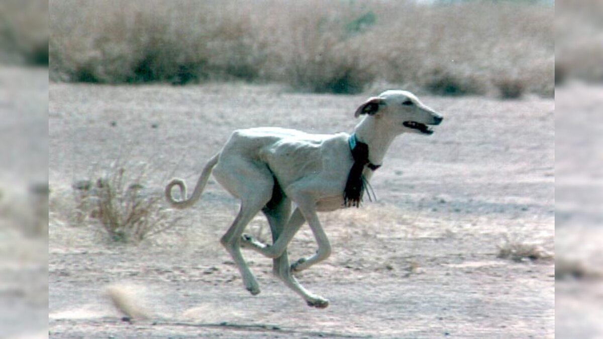 Азавак - порода охотничьих собак, известная с древности. Стройная и изящная, как и все борзые, она удивительно быстра, может достигнуть скорости в 60 км в час.-2