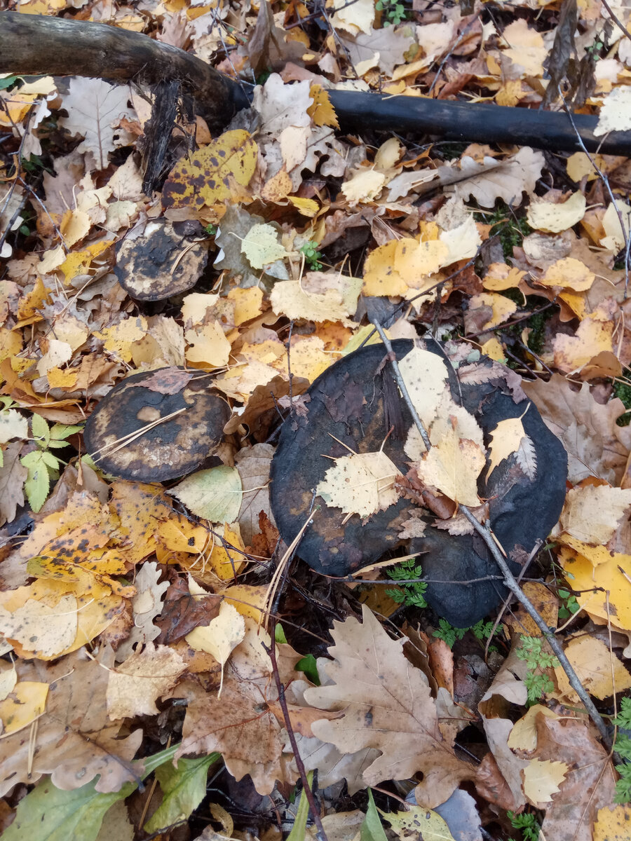 Замерзли , не возьмешь.