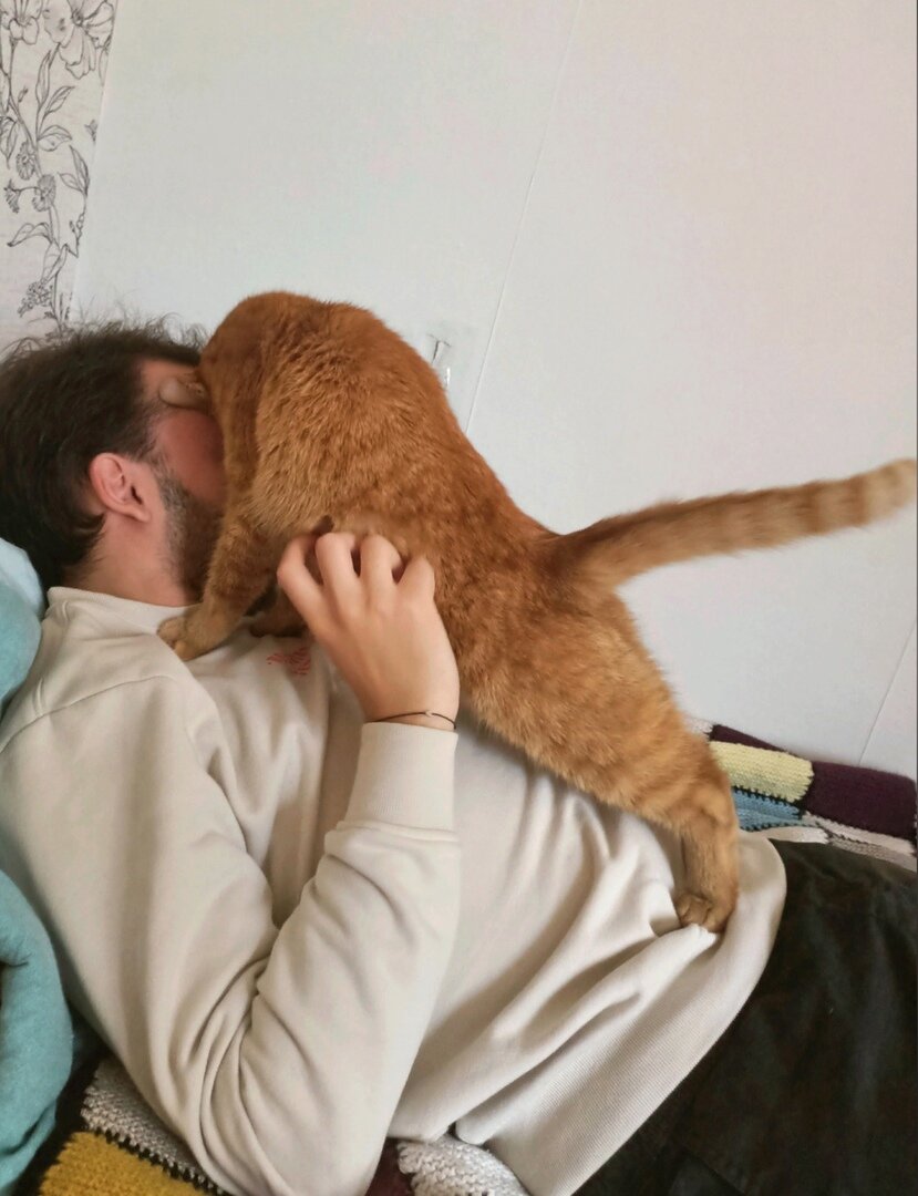 Лучший отдых - вместе с котом.