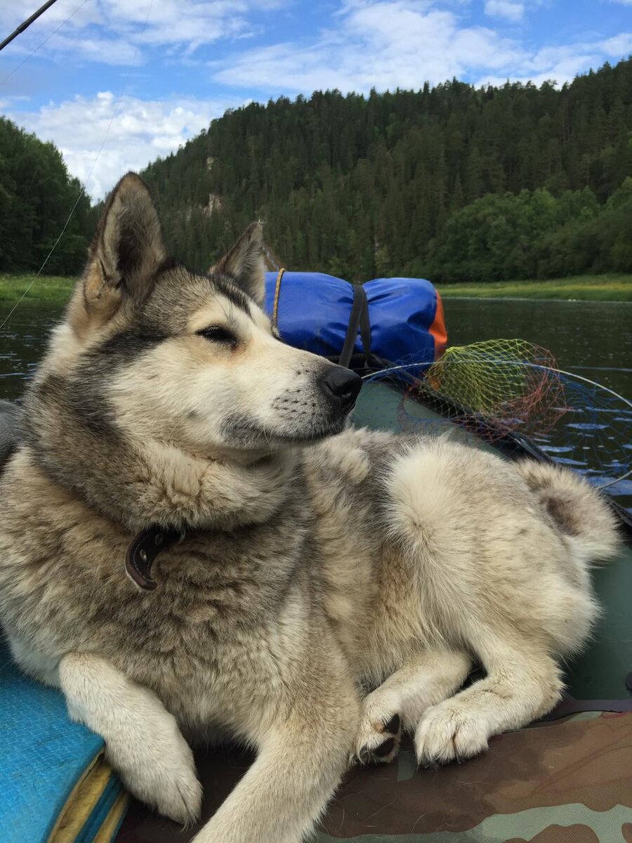 Лайма обожает ездить с Владимиром на рыбалку