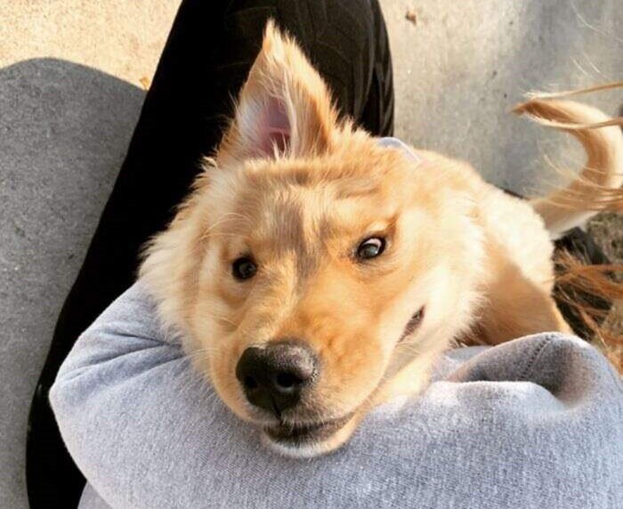 Забавная :) (Фото: https://www.запрещённая соцсеть.com/goldenunicornrae/)