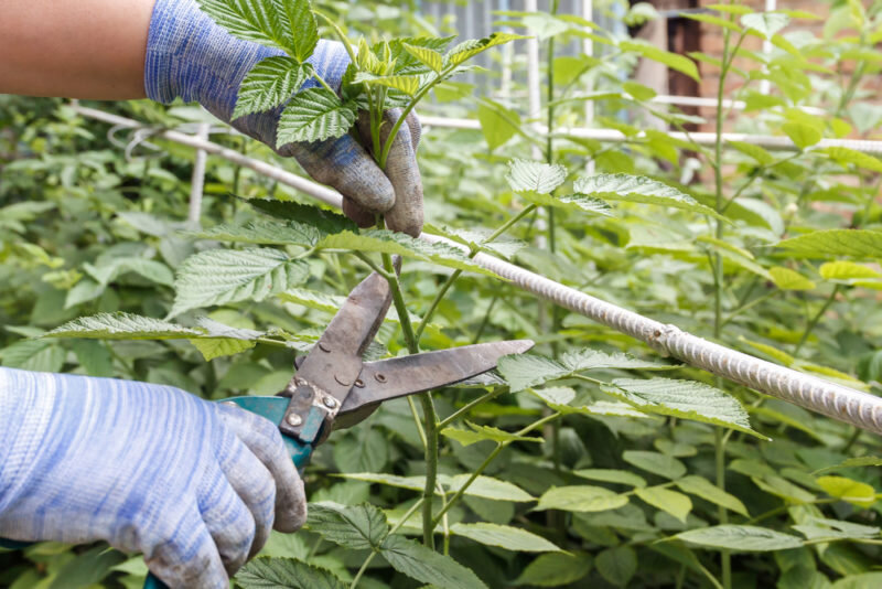 Обрезка малины