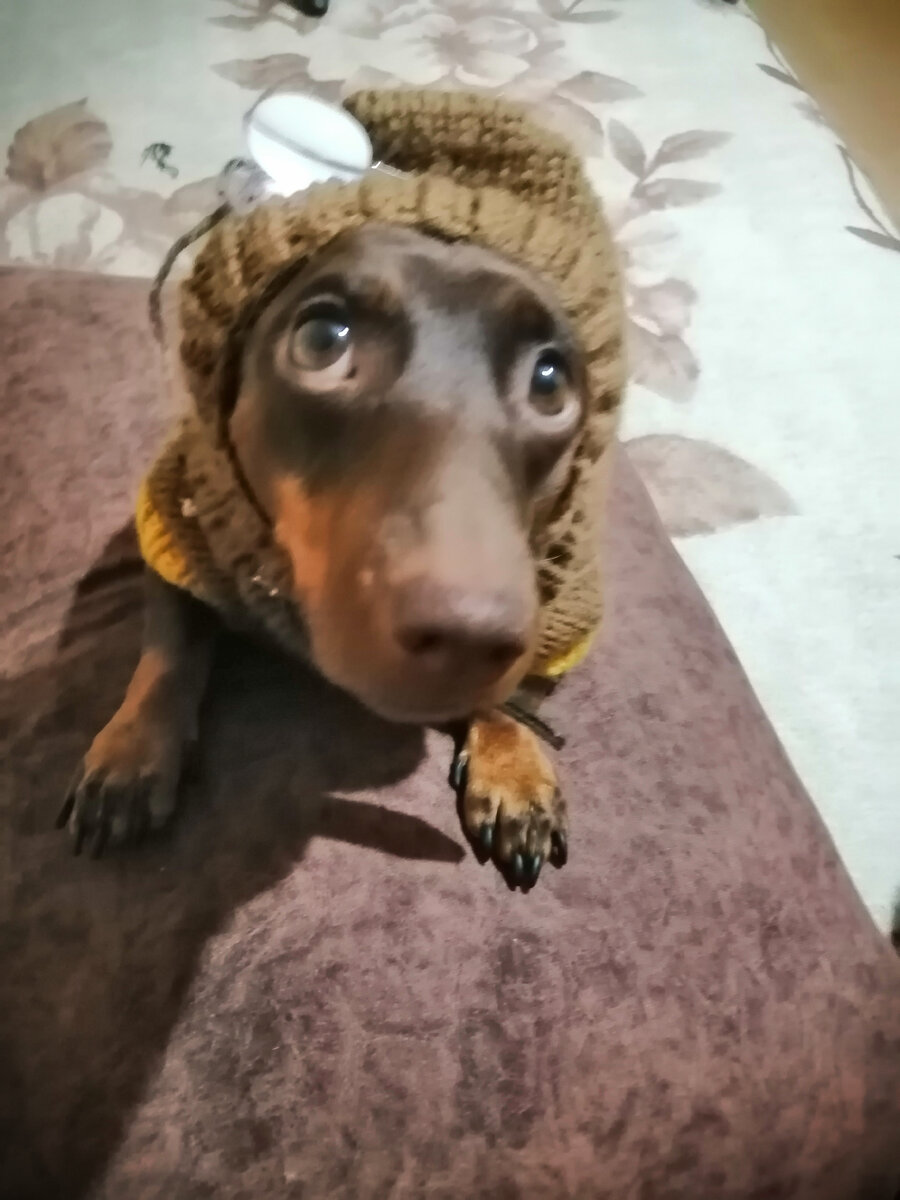 А во лбу звезда горит!