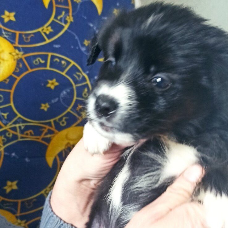 Щенуля