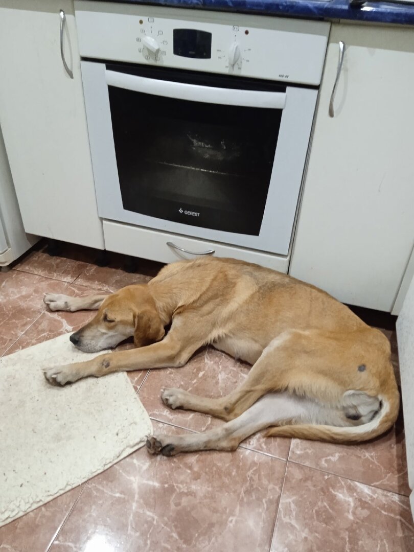 на передержке