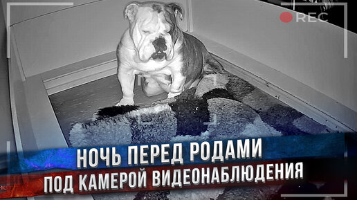 Беременная собака даже не может спать! Беспокойная ночь перед родами.