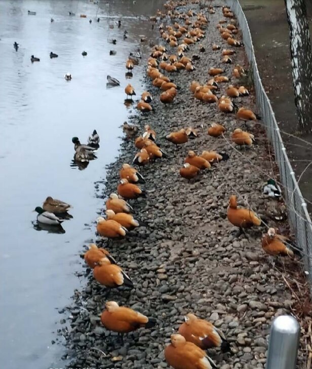 Как стать уткой
