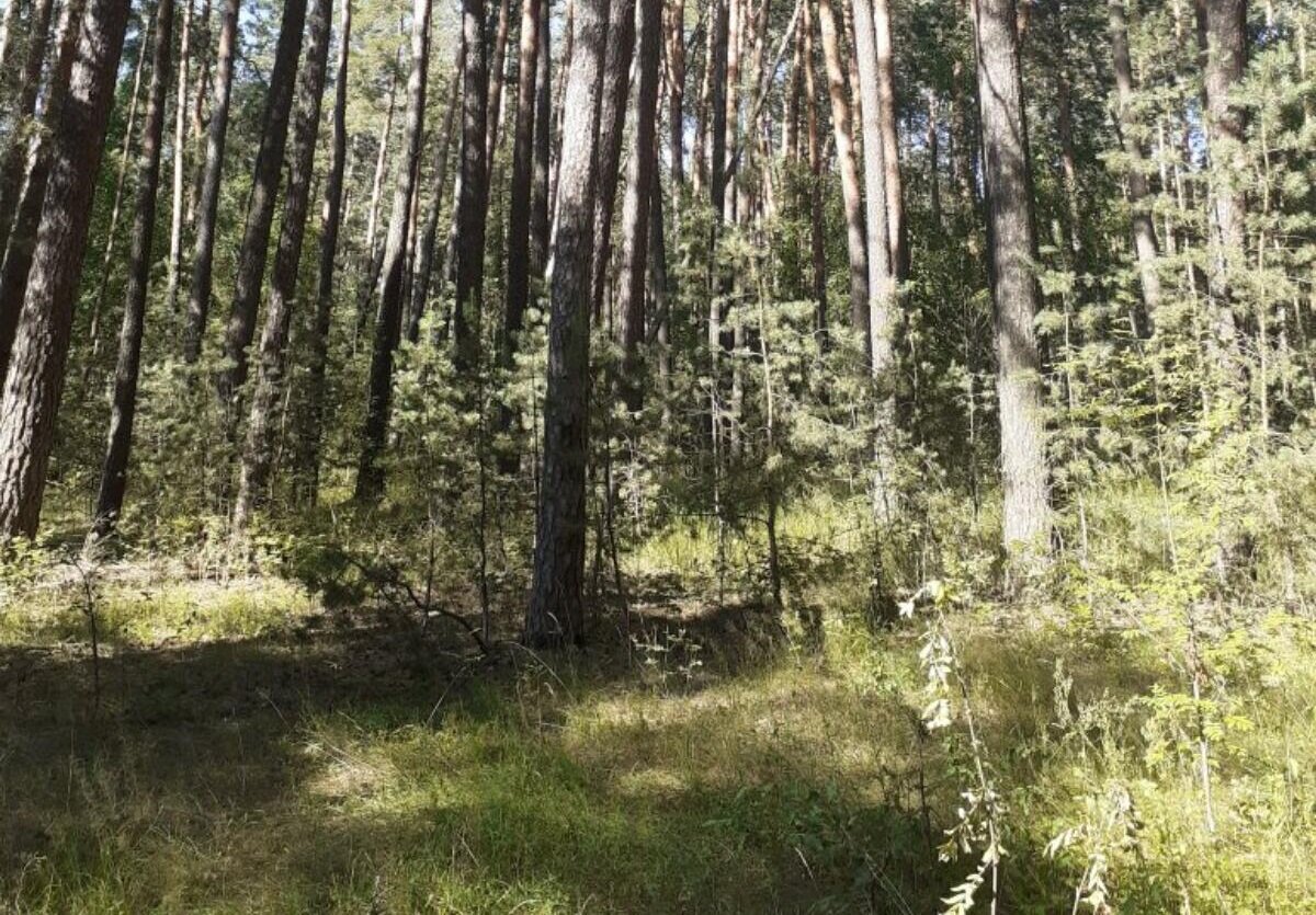 Соловьёвский лес