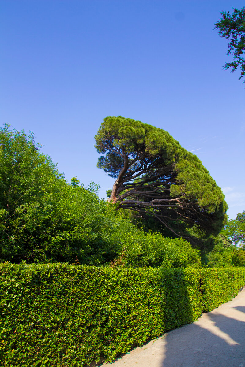 сосна итальянская(Пиния)