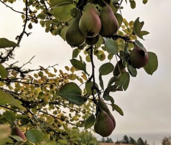 100-летняя груша
