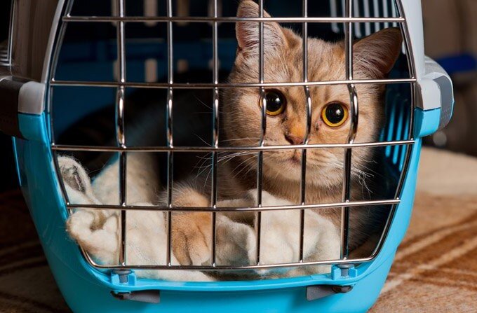 Плед со знакомым запахом поможет кошке чувствовать себя спокойнее. Фото из Интернета.