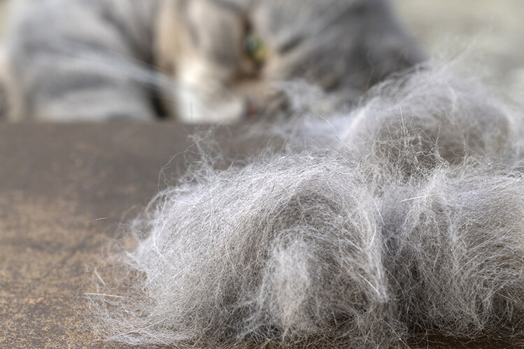 Удаленная шерсть с кошки во время линьки