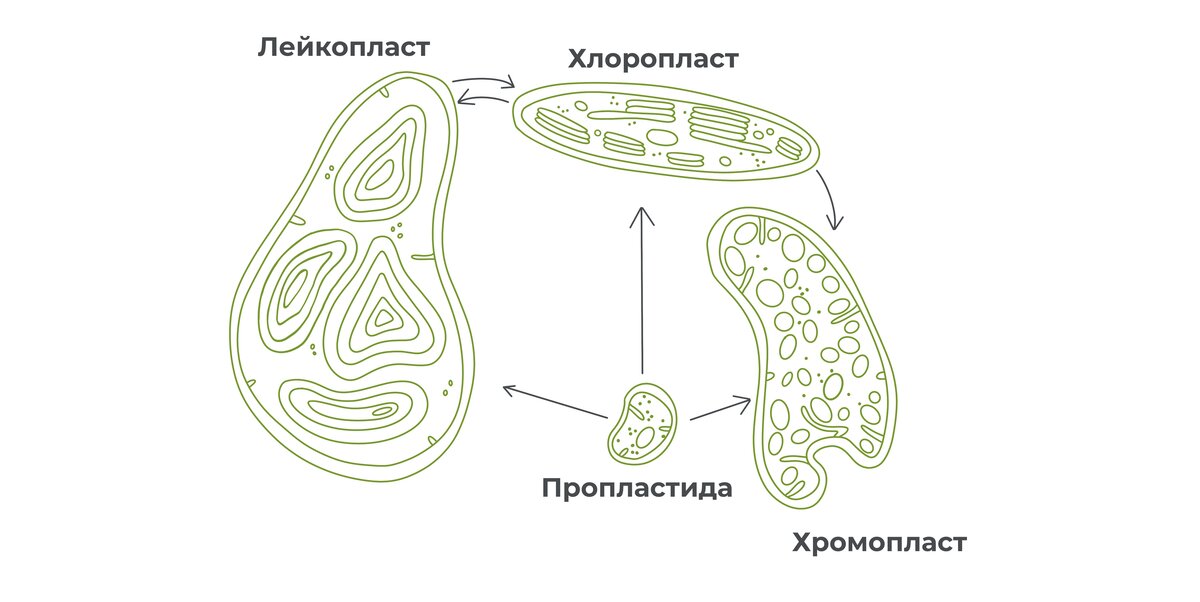 Двумембранные и одномембранные органоиды: общие особенности и основные функции