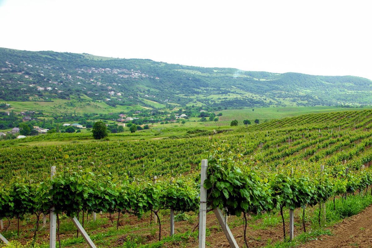 Виноградники Дагестана