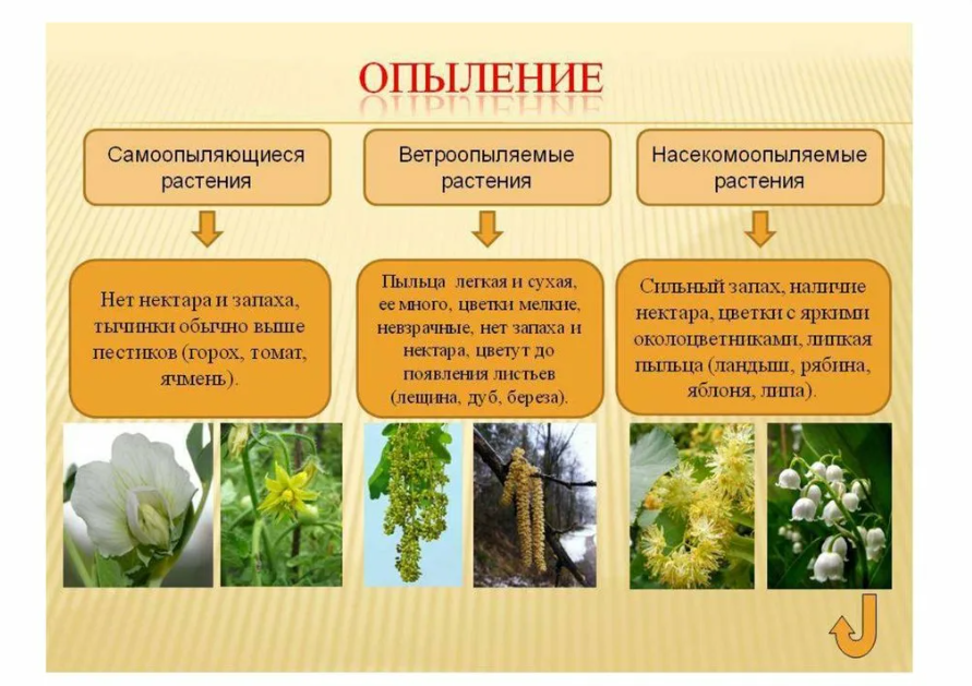 Способы опыления растений. Типы опыления растений. Способы опыления цветковых растений. Способы опыления цветков.