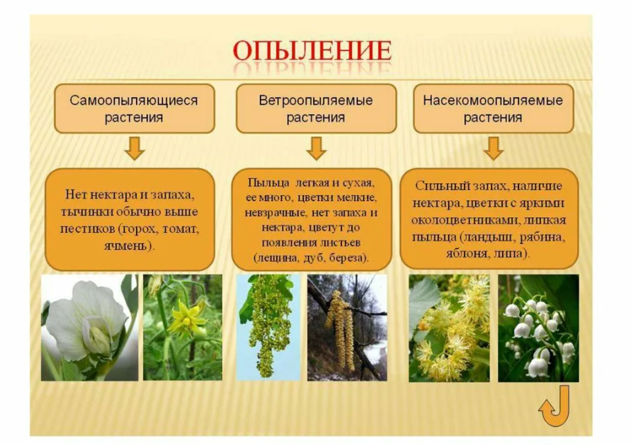 Виды растений это. Признаки опыления растений таблица. Способы опыления растений таблица. Опыление цветковых растений насекомыми. Способы опыления растений.