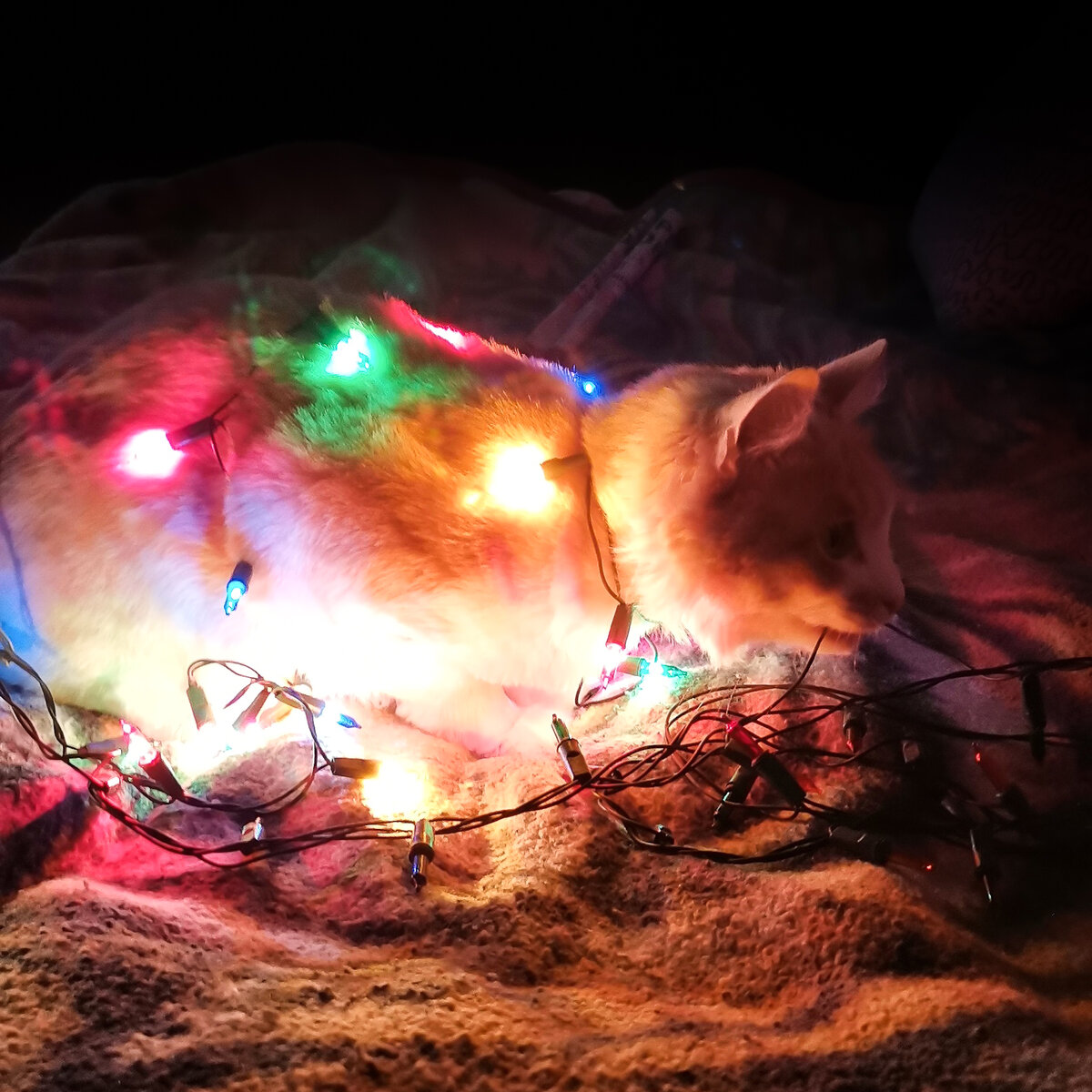 Фото автора: кошка активно помогает украшать квартиру