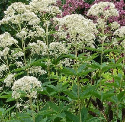 фото из сети интернет