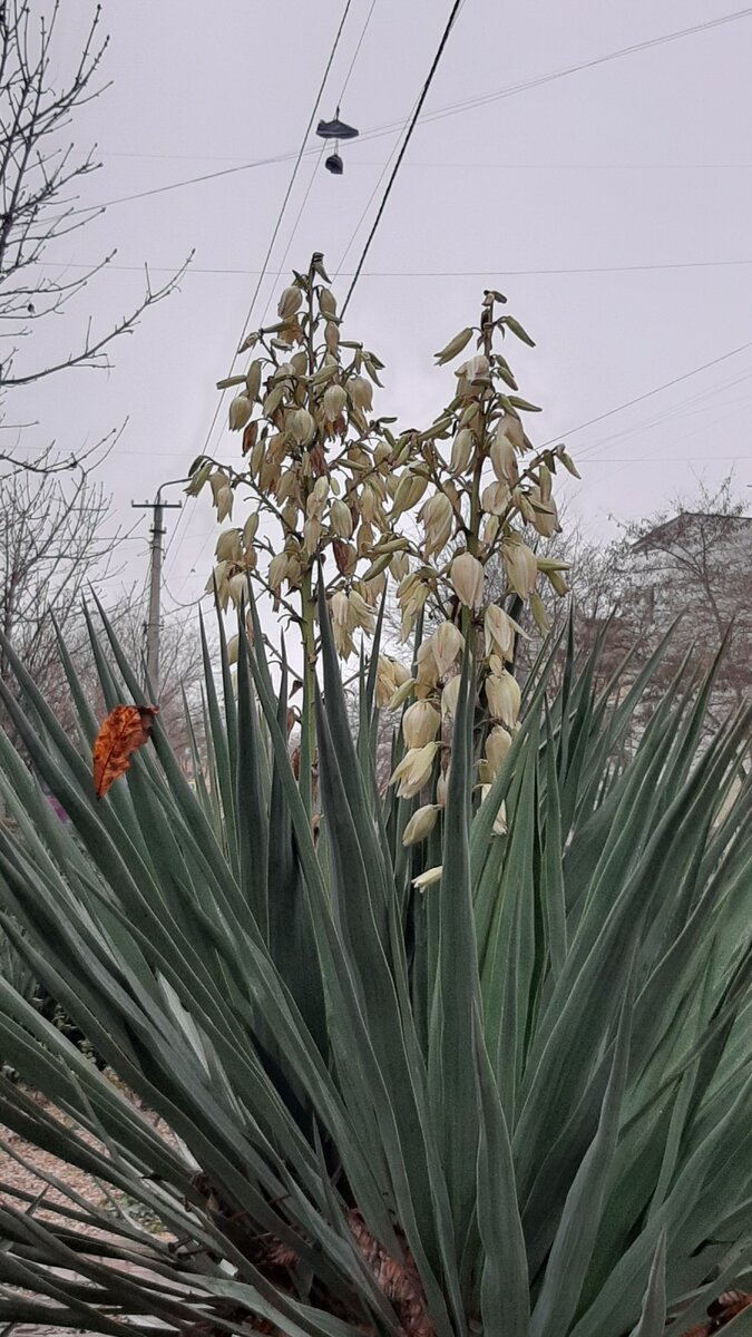 Обычное зимнее утро в Феодосии. 